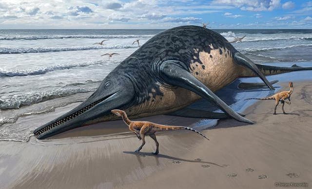 <p>A washed-up Ichthyotitan severnensis carcass on the beach</p>